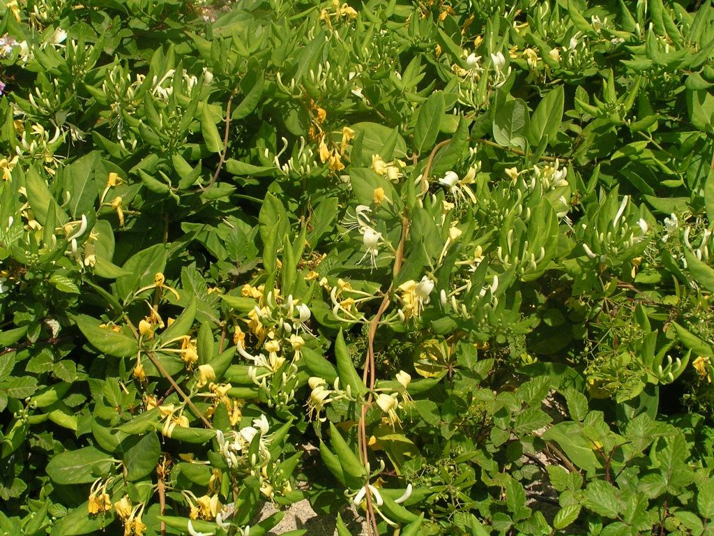Japanese Honeysuckle